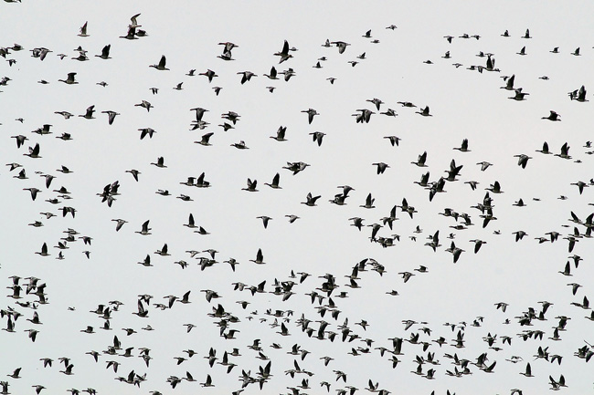 Flock of birds migrating